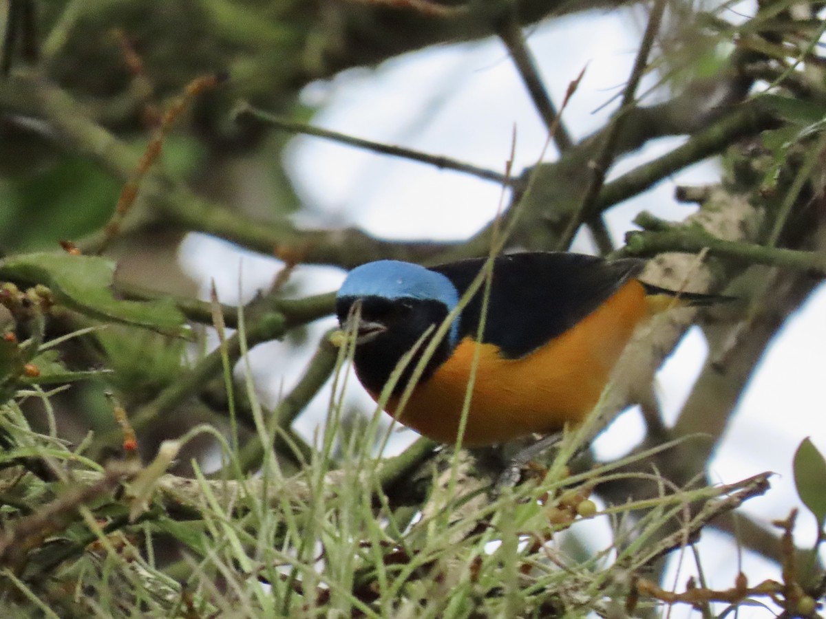 Golden-rumped Euphonia - Ines Vasconcelos