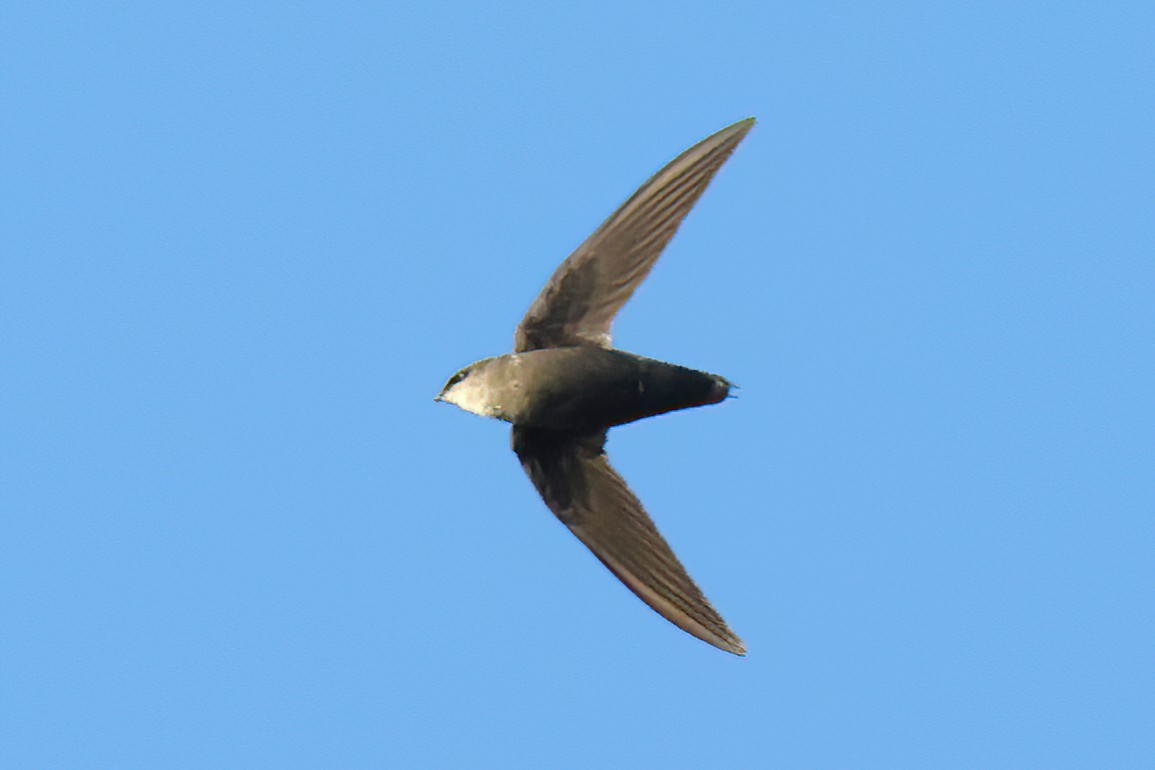 Chimney Swift - David Wilson