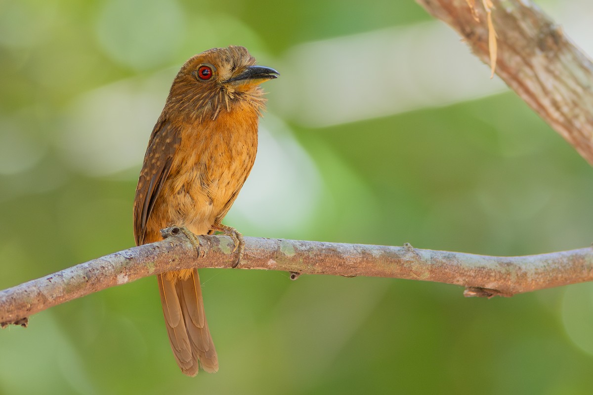 White-whiskered Puffbird - Francis Canto Jr