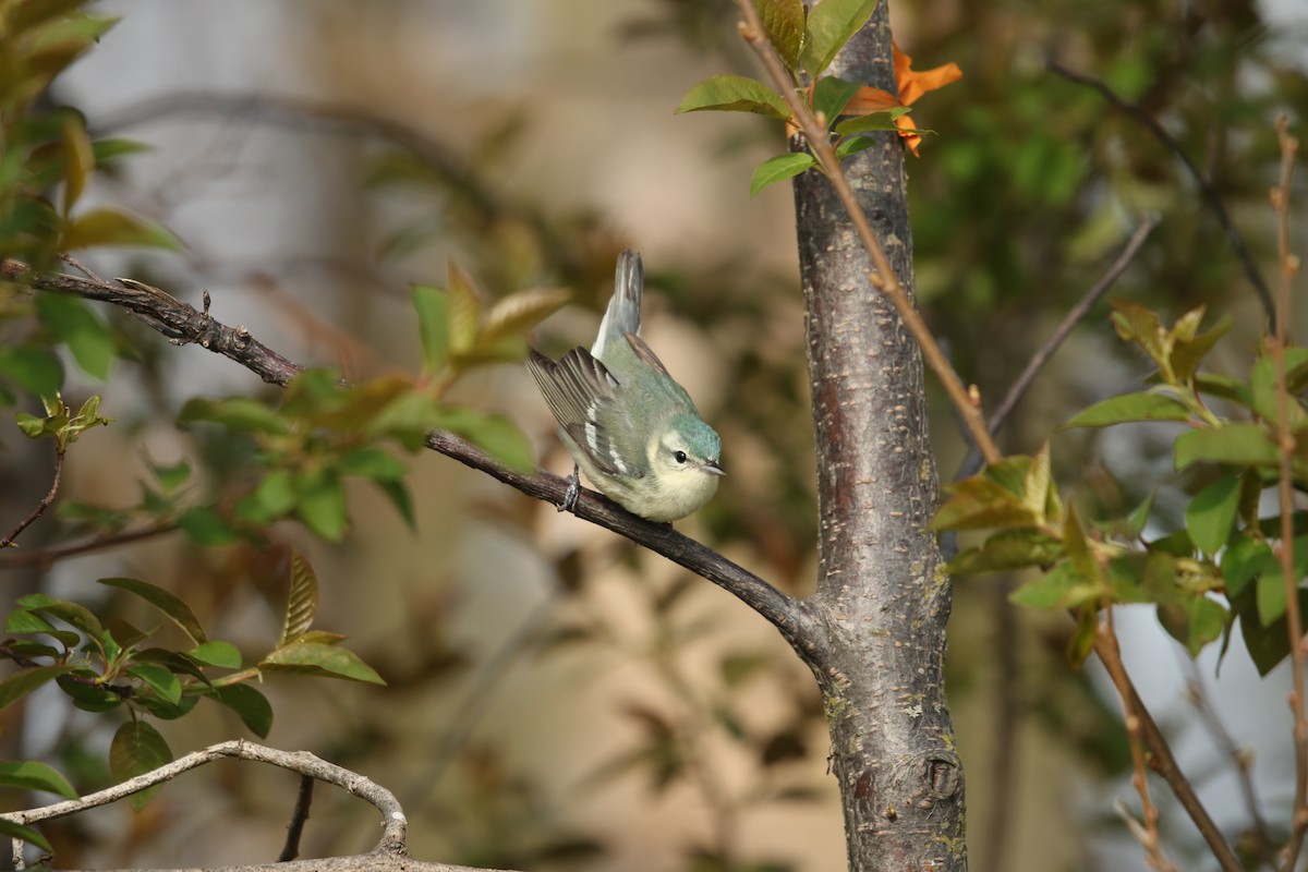 Cerulean Warbler - Samuelle Simard-Provencal 🐋