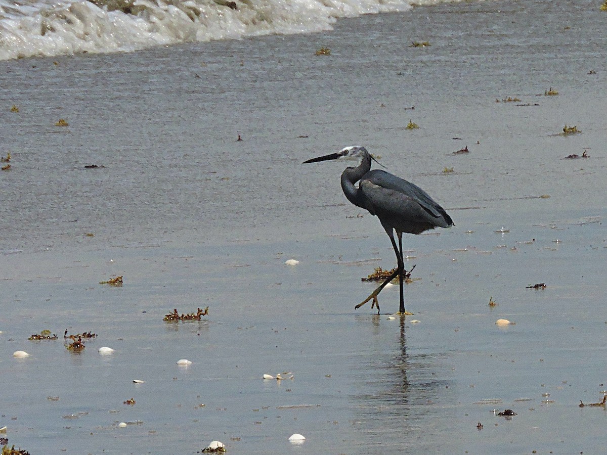 Western Reef-Heron - Andrew Cauldwell