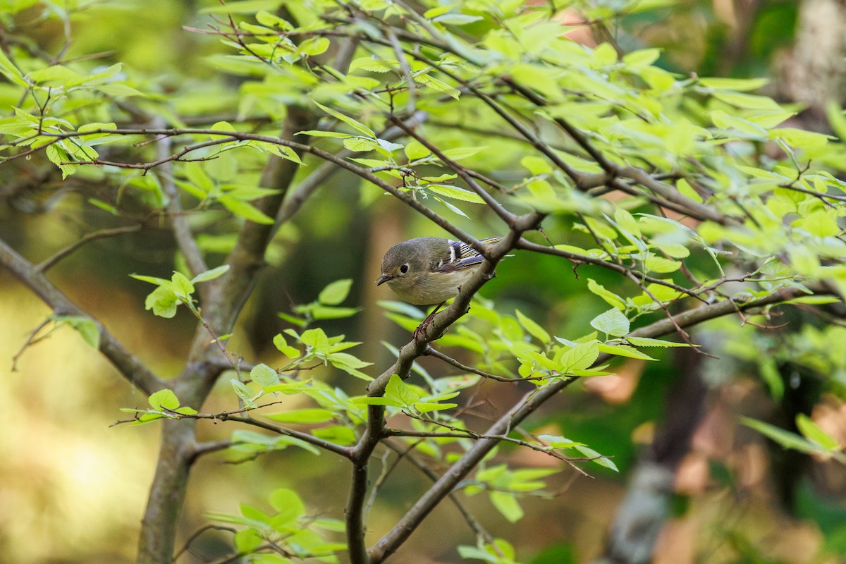 Ruby-crowned Kinglet - Leena M