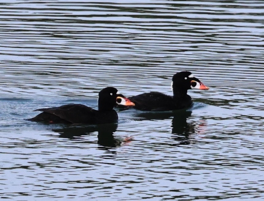 Surf Scoter - Dale & Margaret Raven