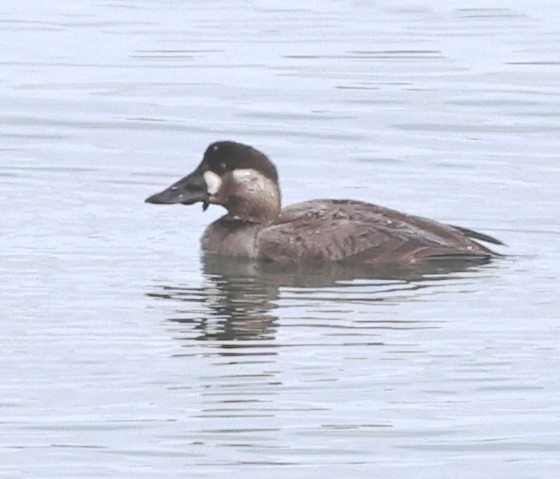 Surf Scoter - Dale & Margaret Raven