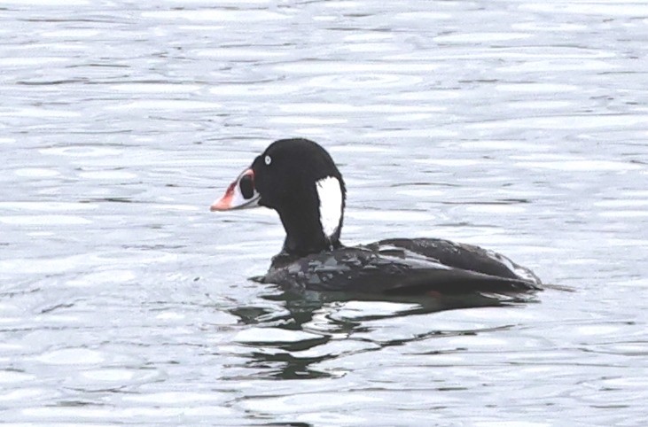 Surf Scoter - Dale & Margaret Raven