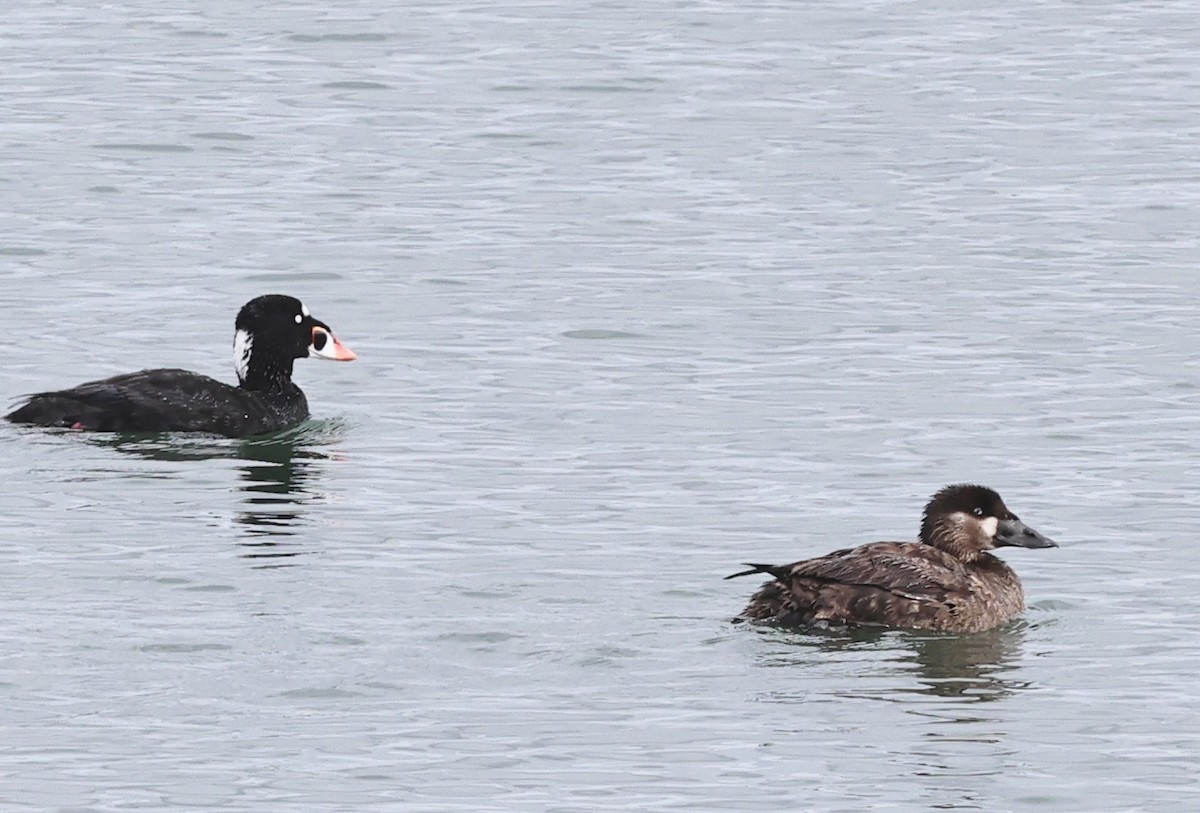 Surf Scoter - Dale & Margaret Raven