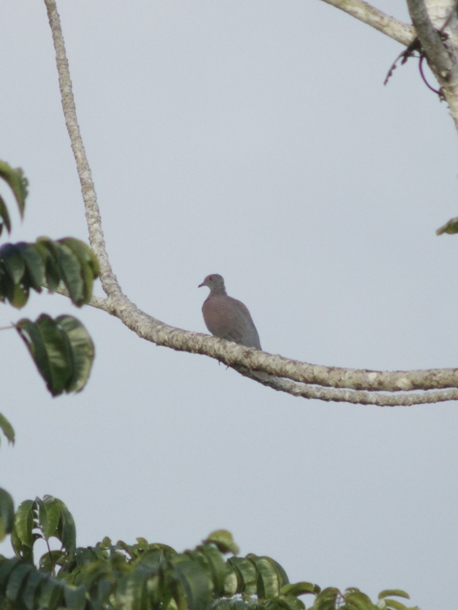 Pale-vented Pigeon - Lucas Beckman