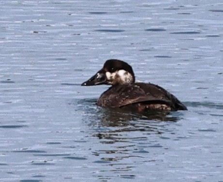 White-winged Scoter - Dale & Margaret Raven