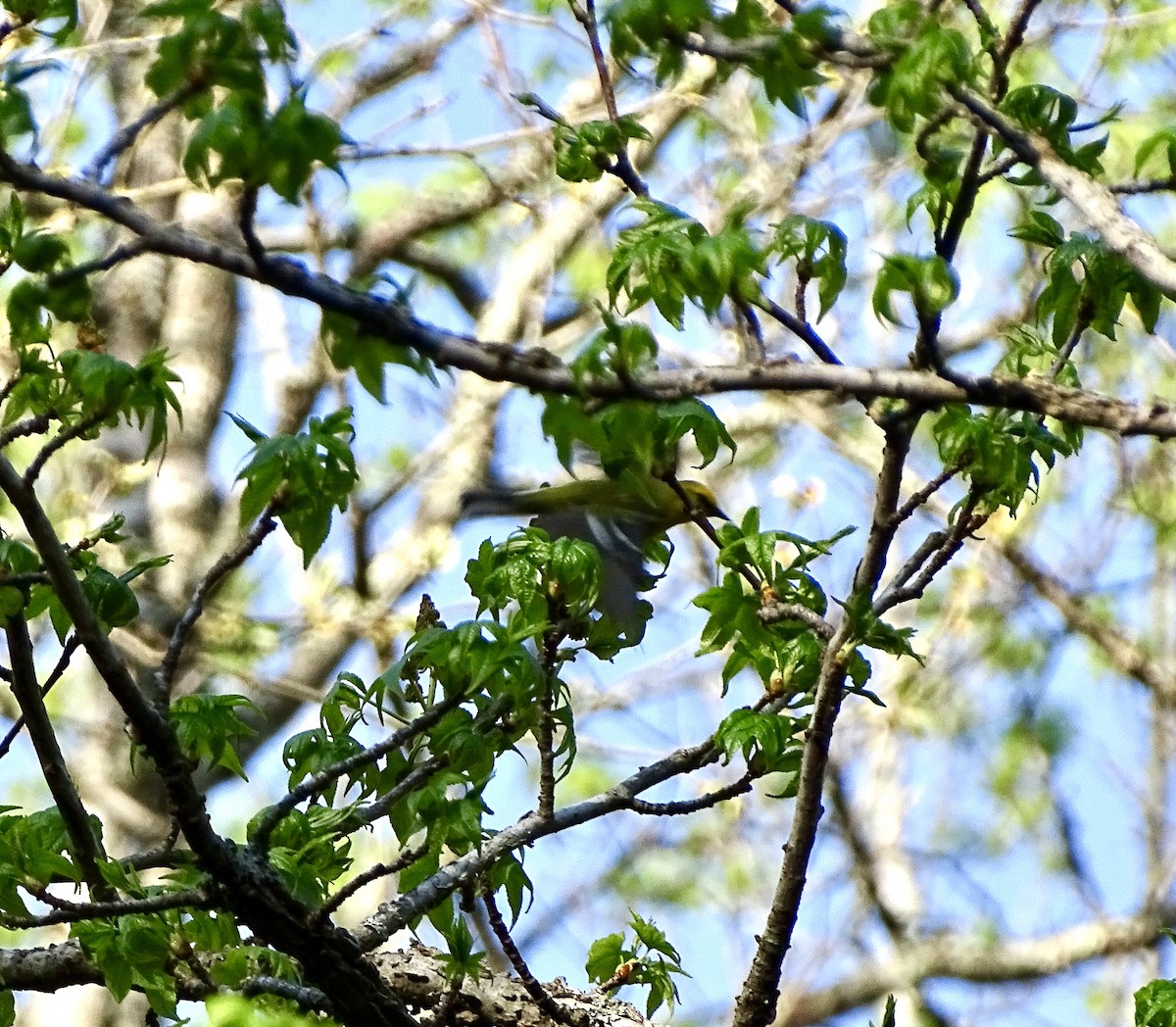 Blue-winged Warbler - ML618188100