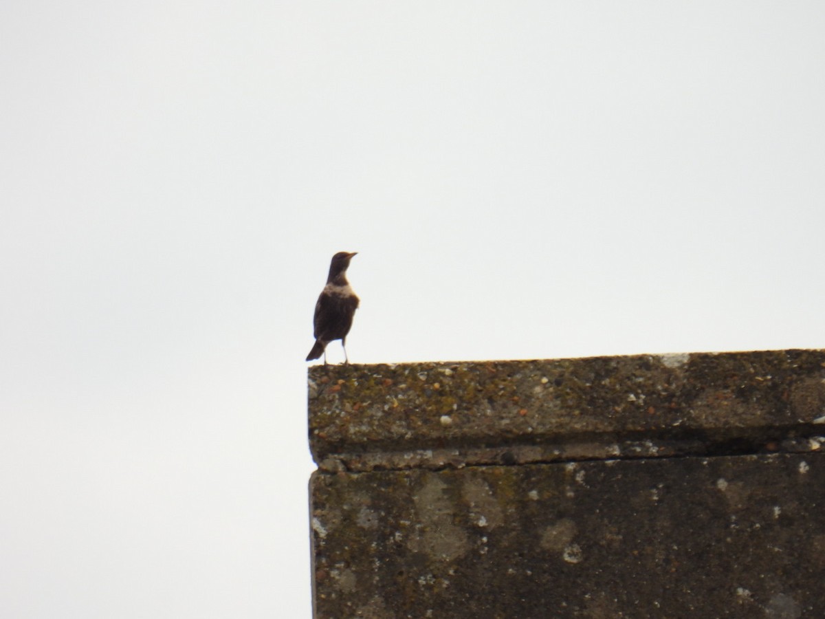 Ring Ouzel - ML618188114