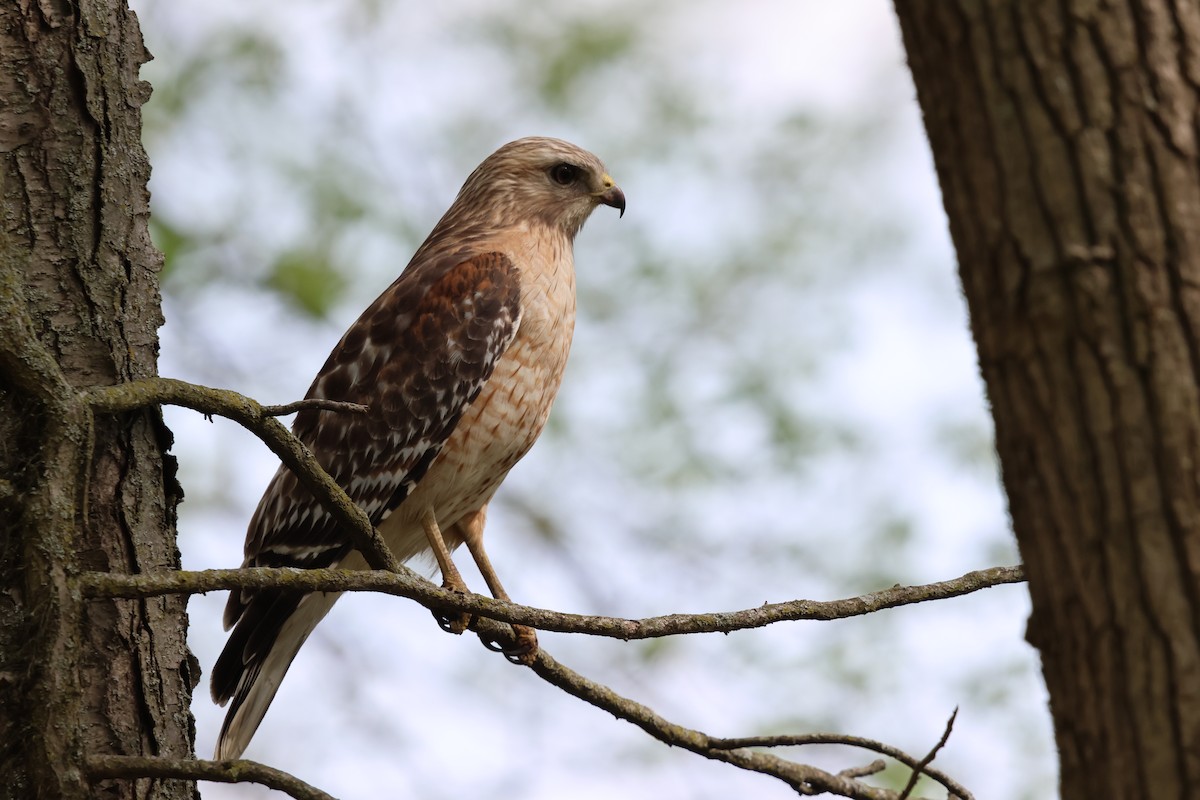 Red-shouldered Hawk - ML618188117