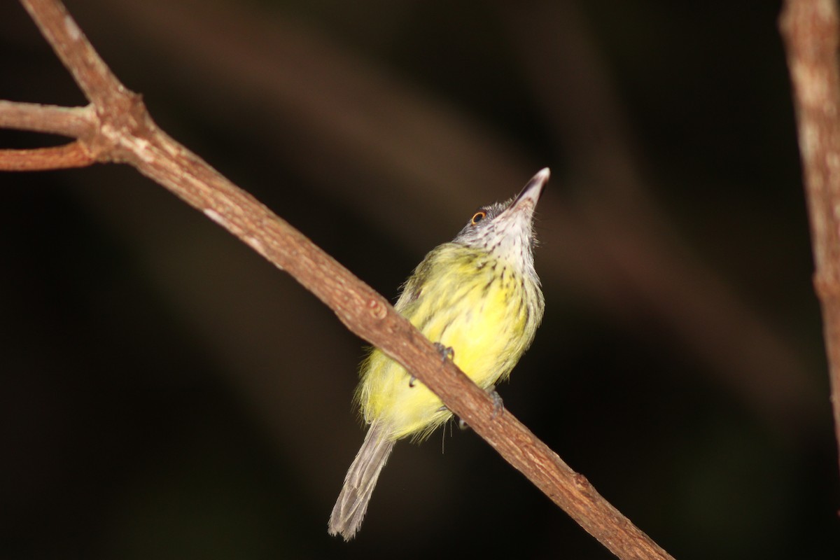 Spotted Tody-Flycatcher - Lucas Beckman