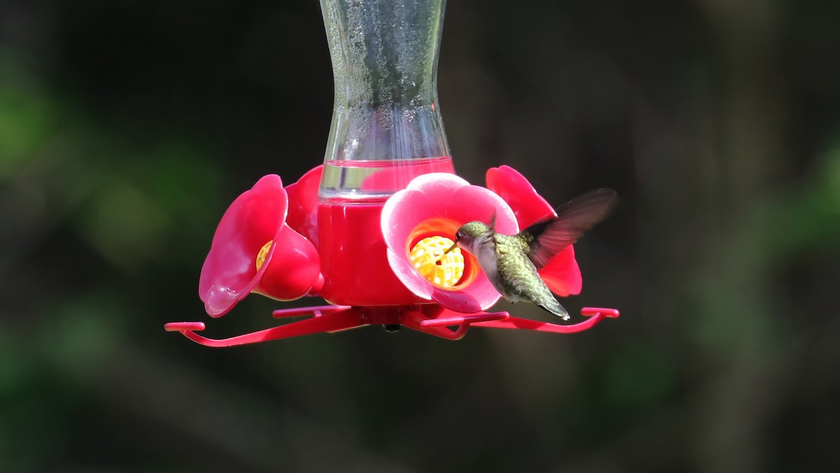Рубиновогорлый колибри - ML618188150