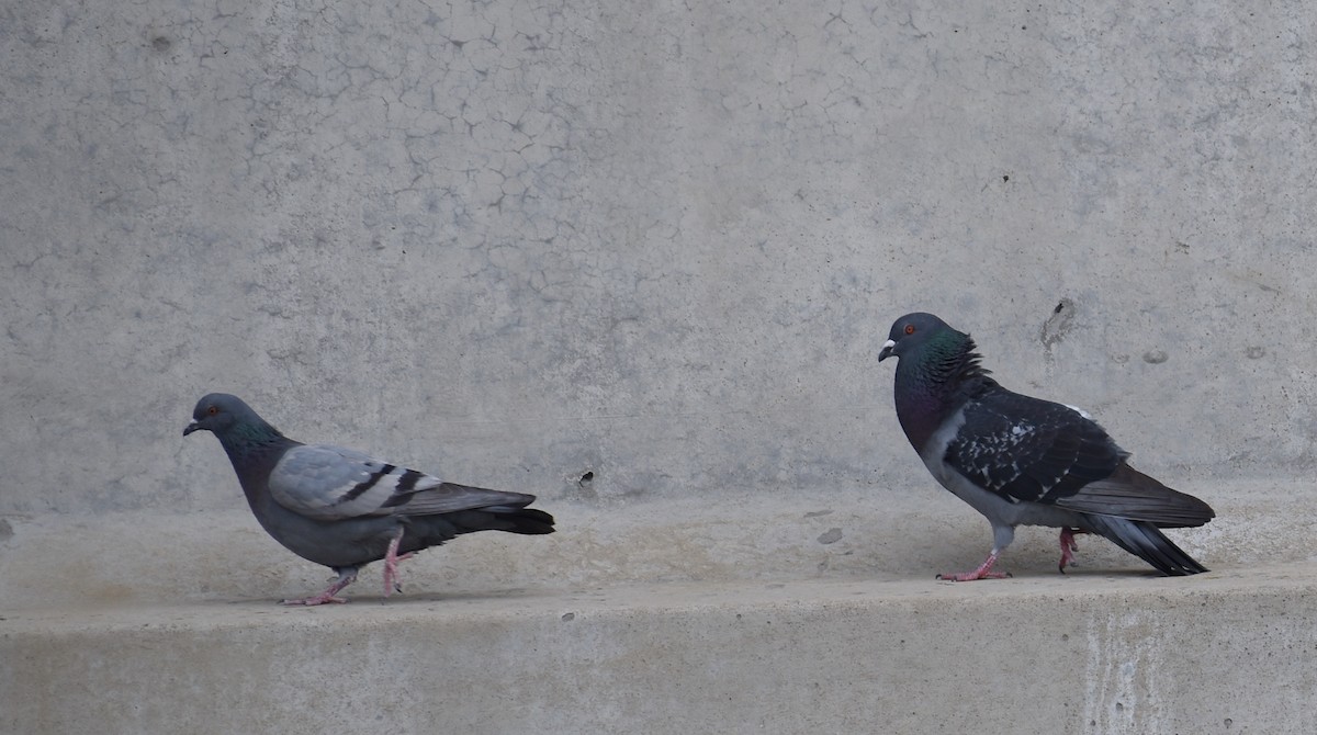 Rock Pigeon (Feral Pigeon) - Sheryl Johnson