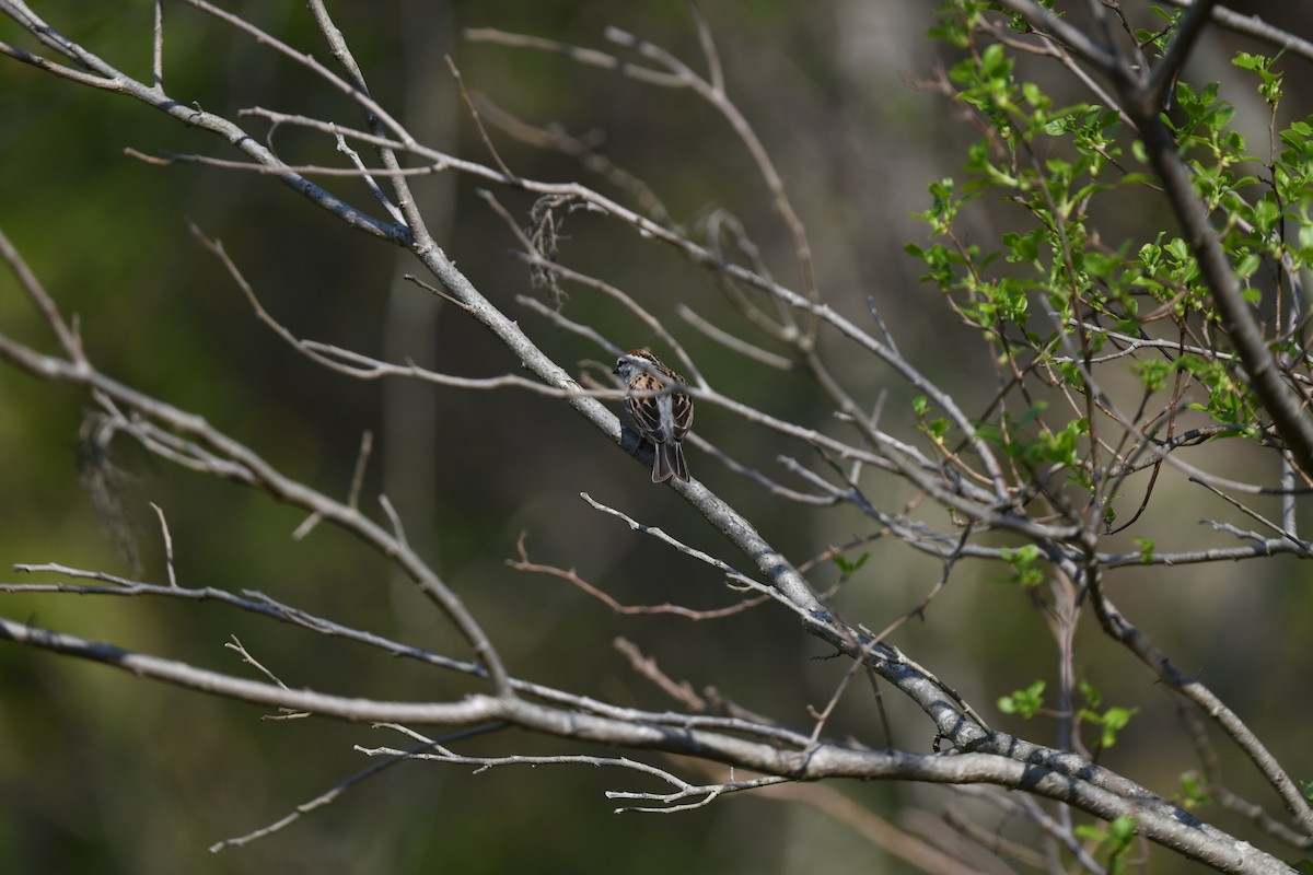 Chipping Sparrow - joe demko