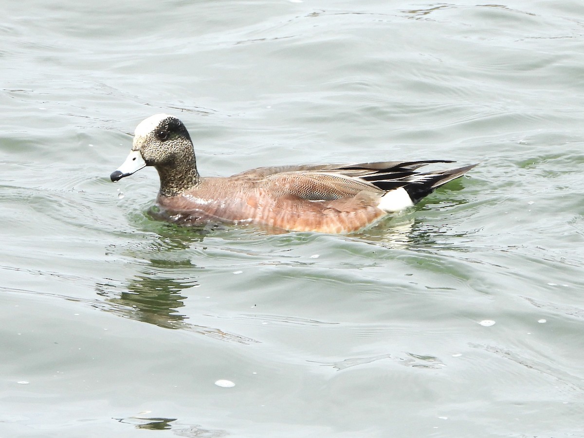 American Wigeon - christine carrier