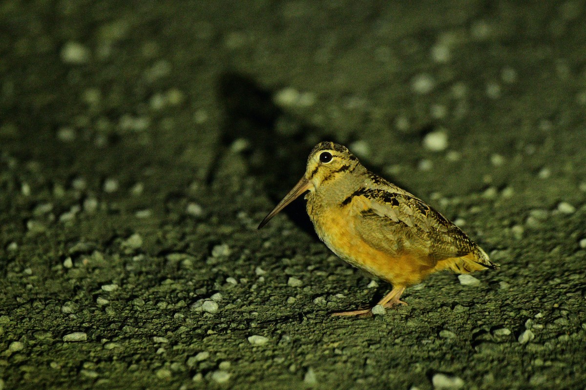 American Woodcock - François Hamel