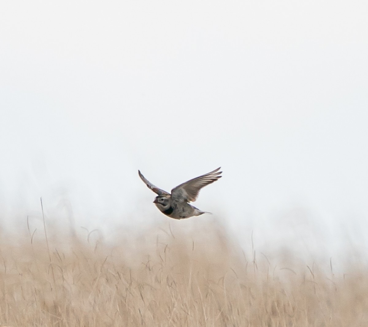 Thick-billed Longspur - ML618188236