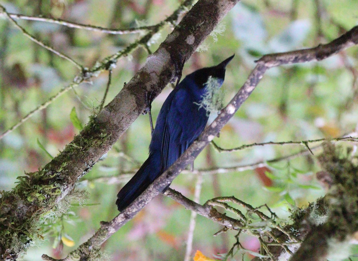 Masked Flowerpiercer - Julio P