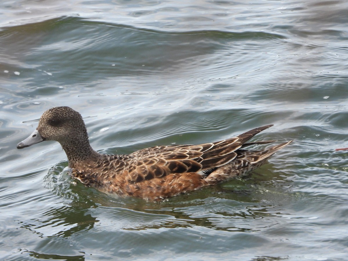 American Wigeon - ML618188245