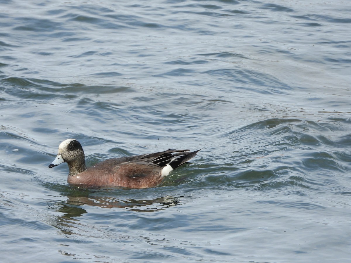 American Wigeon - ML618188246