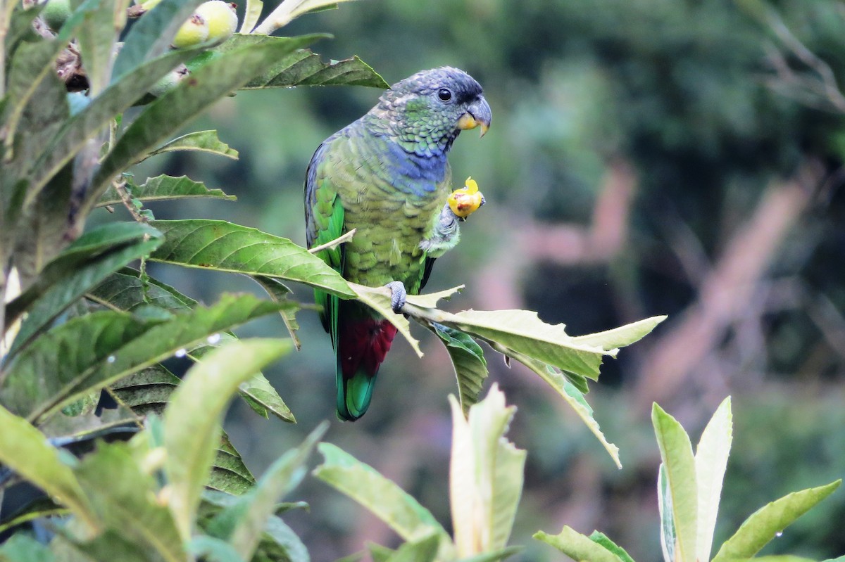 Scaly-headed Parrot - André Tostes Tostes