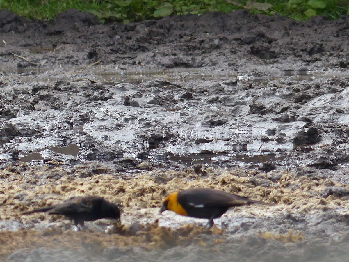 Yellow-headed Blackbird - ML618188293