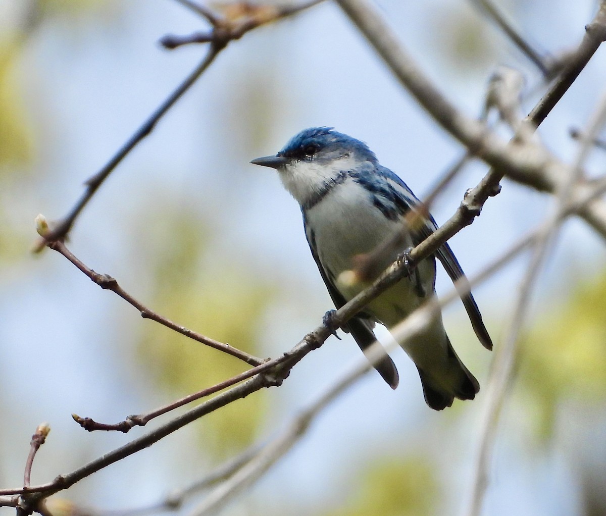 Cerulean Warbler - ML618188325