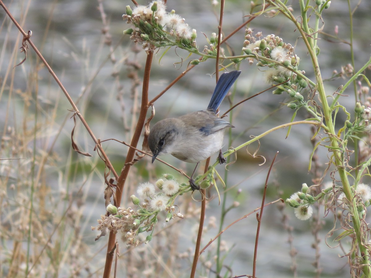 Superb Fairywren - ML618188330