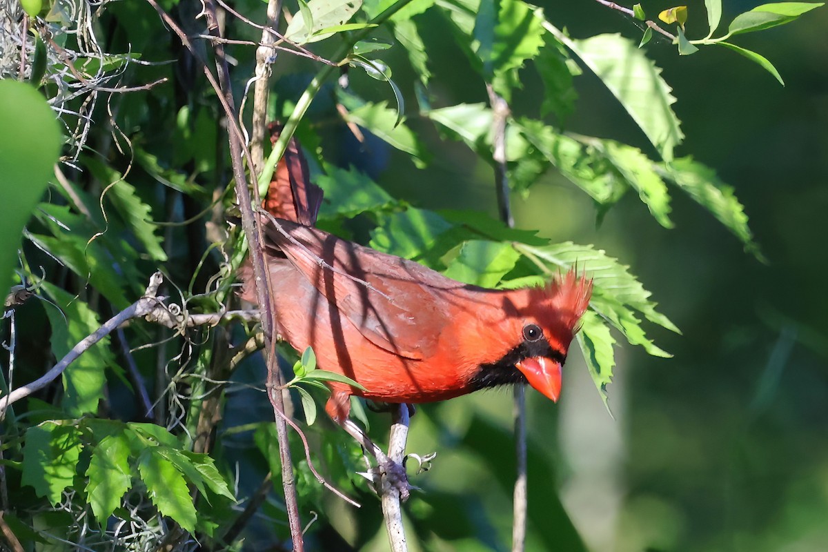 Northern Cardinal - David Wilson