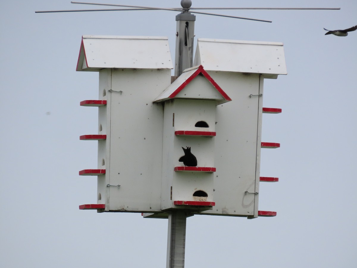 Purple Martin - ML618188342