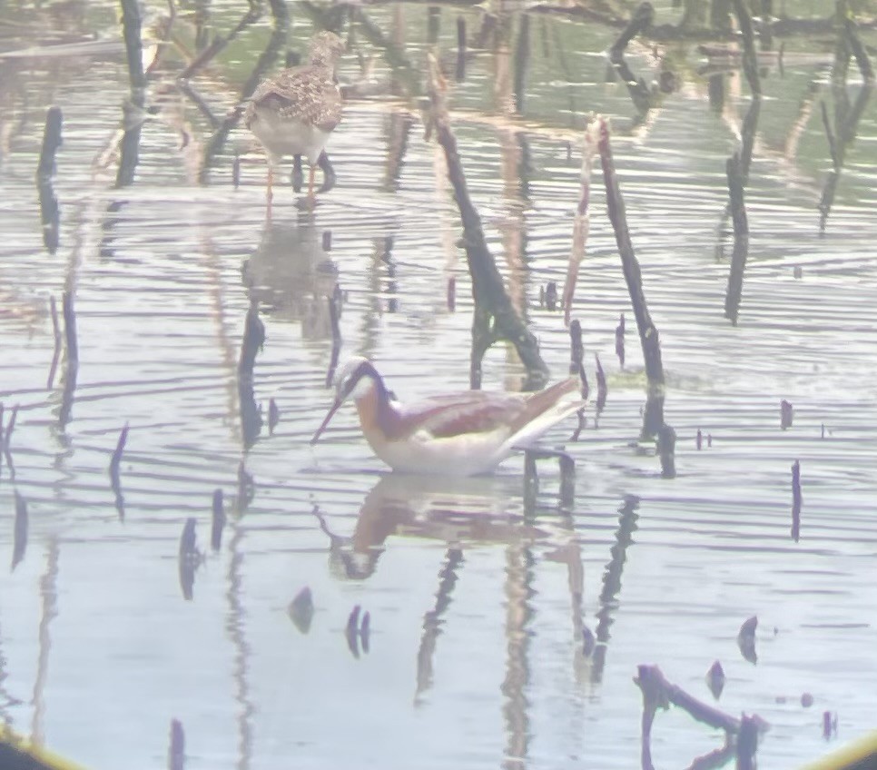 Wilson's Phalarope - ML618188352