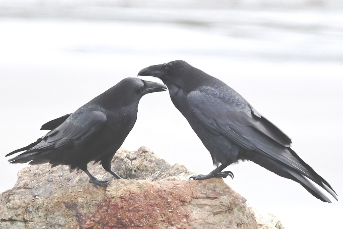 Common Raven - Dale & Margaret Raven