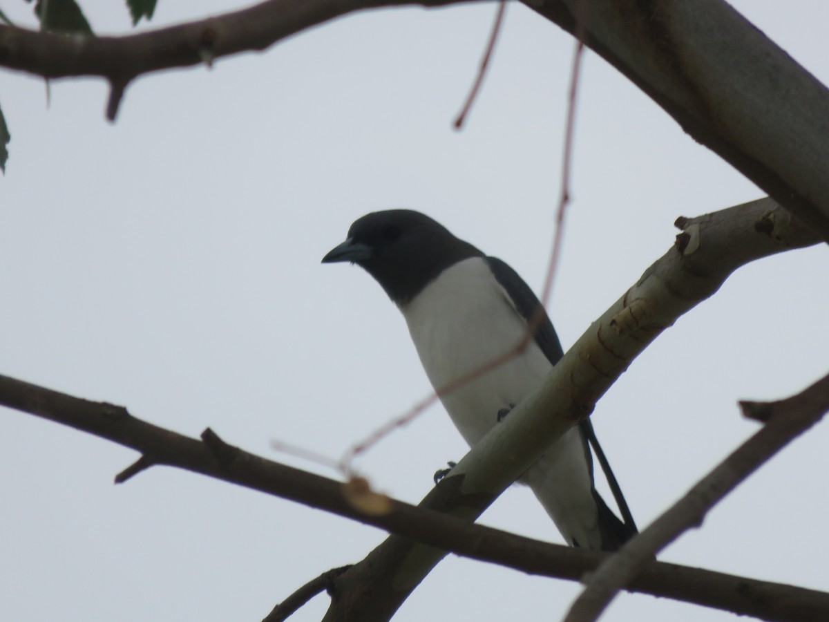 White-breasted Woodswallow - Neville Hunter