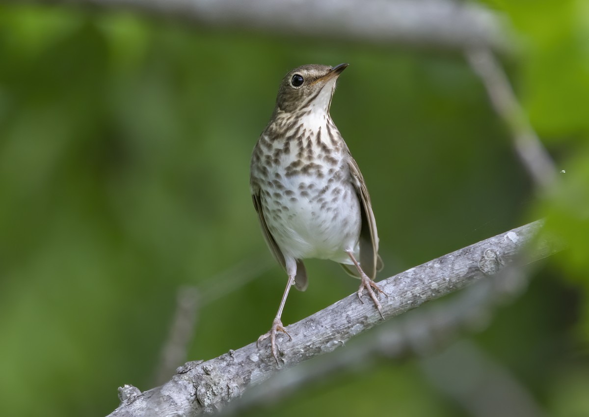 Swainson's Thrush - Iris Kilpatrick