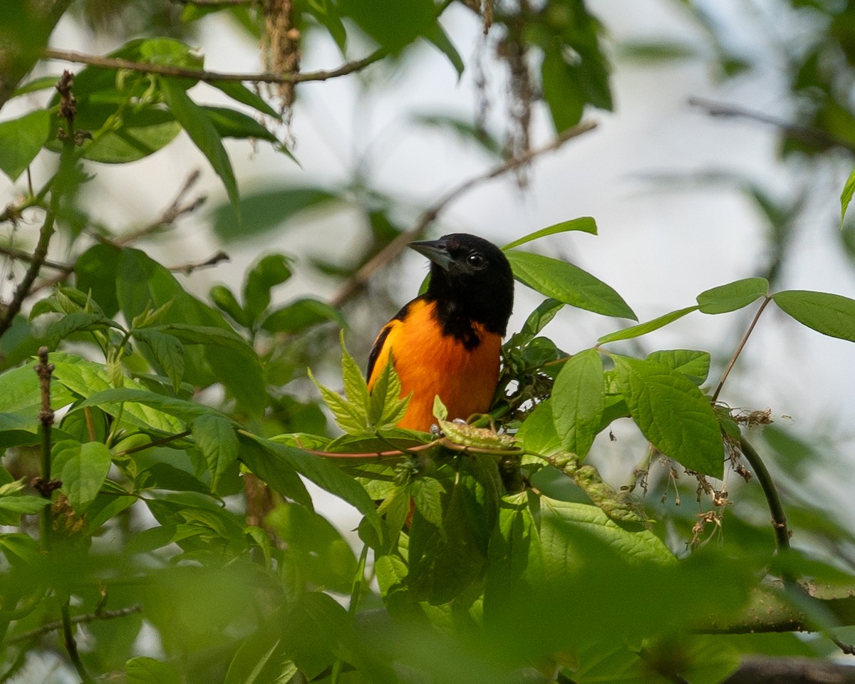 Baltimore Oriole - ML618188377