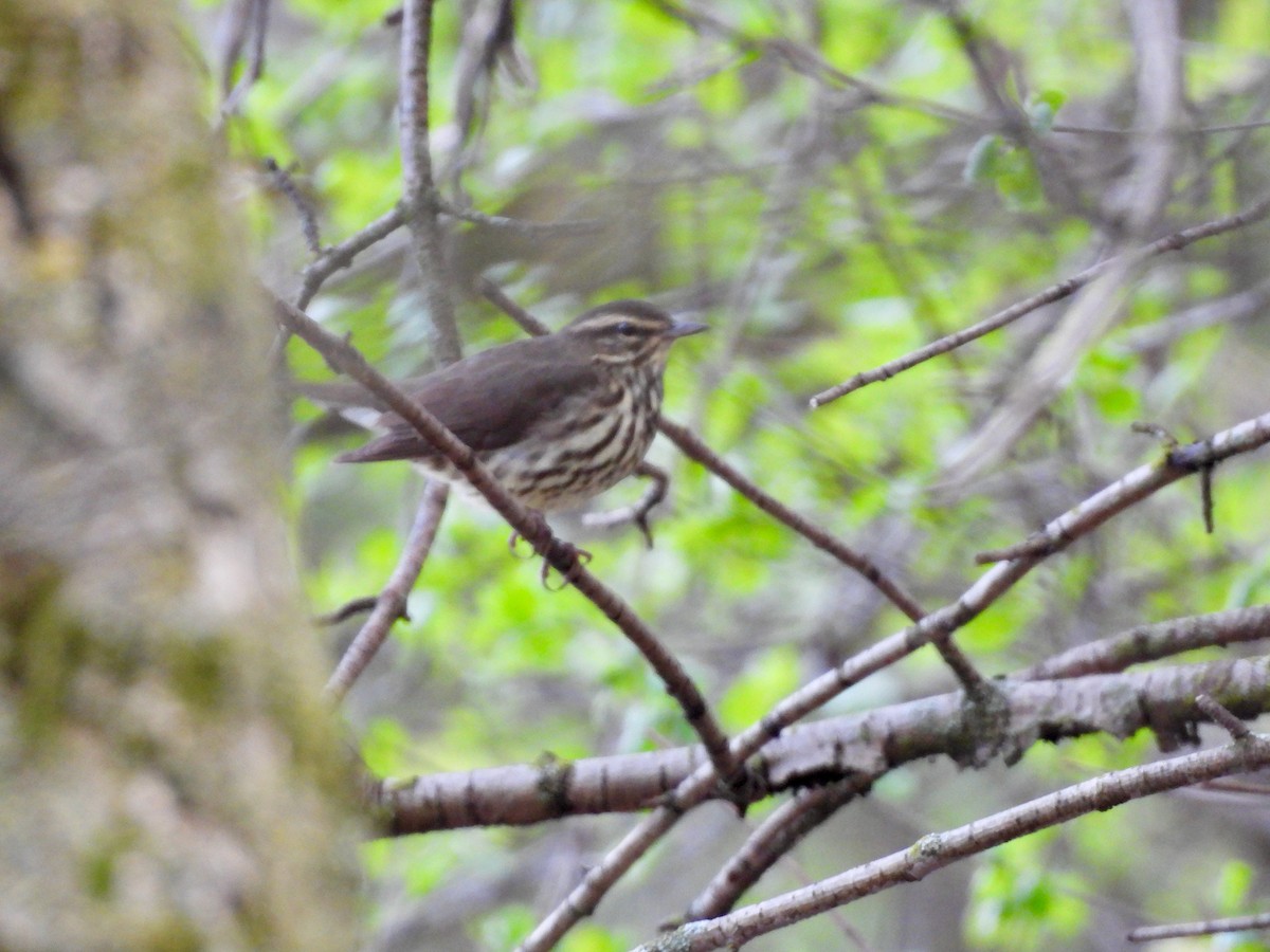 Northern Waterthrush - Jeff Bilsky