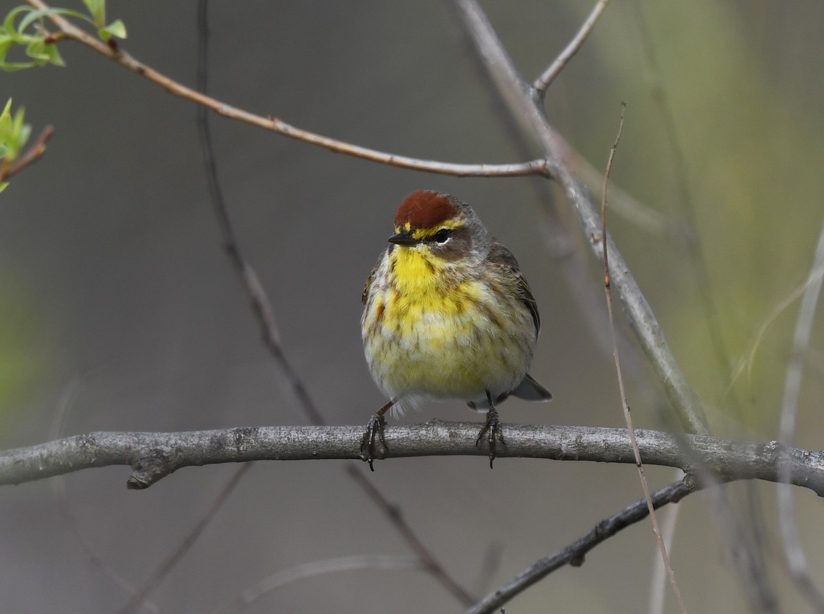 Palm Warbler (Western) - Joshua Vandermeulen