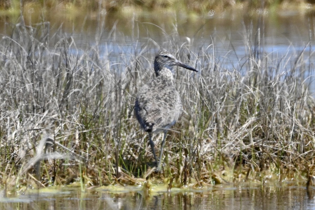 Willet - David Napravnik