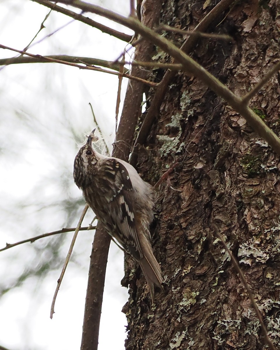 Brown Creeper - ML618188400