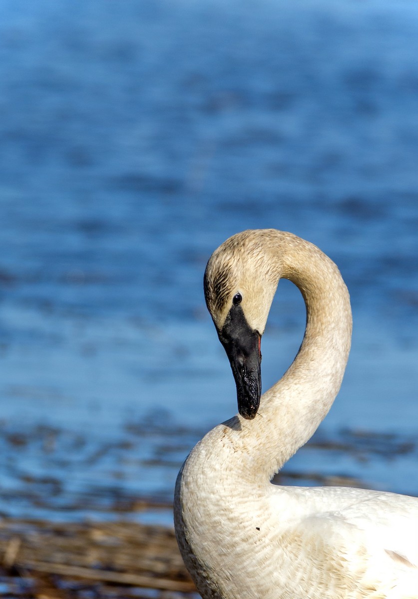 Trumpeter Swan - Laurent Bédard