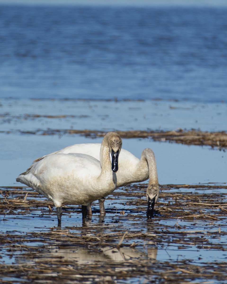 Trumpeter Swan - Laurent Bédard