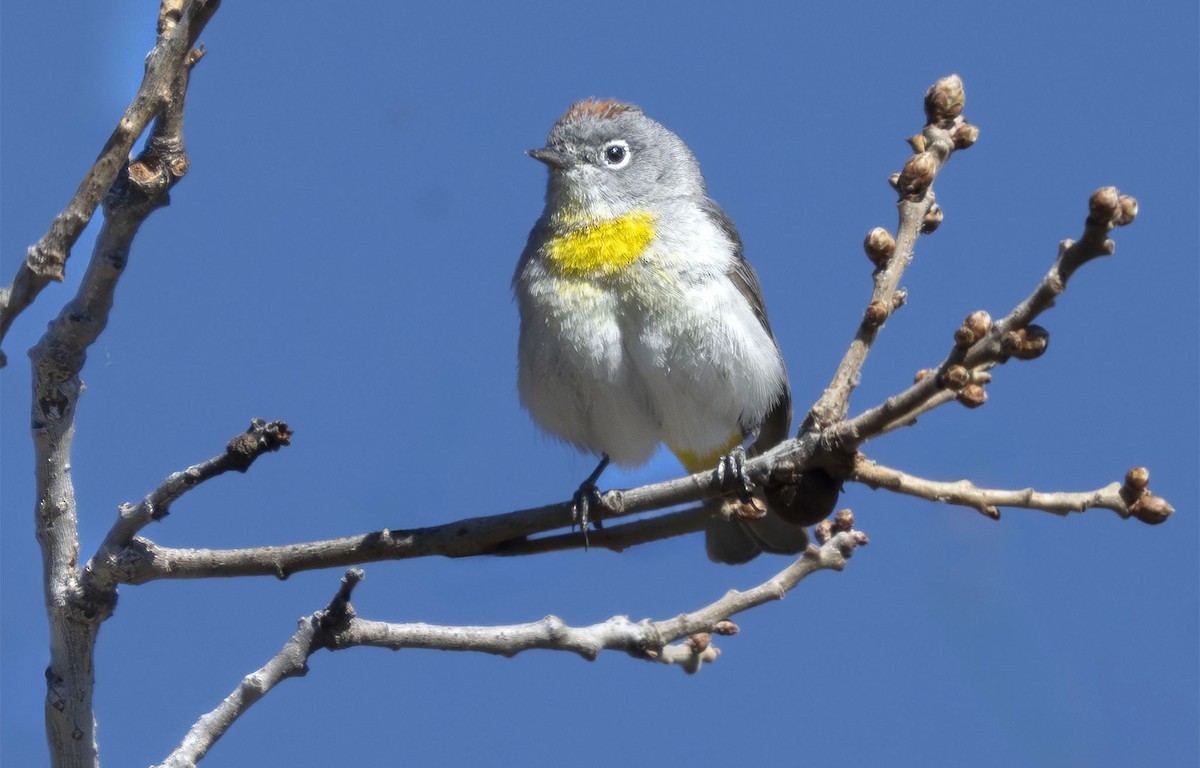 Virginia's Warbler - Francis Morgan