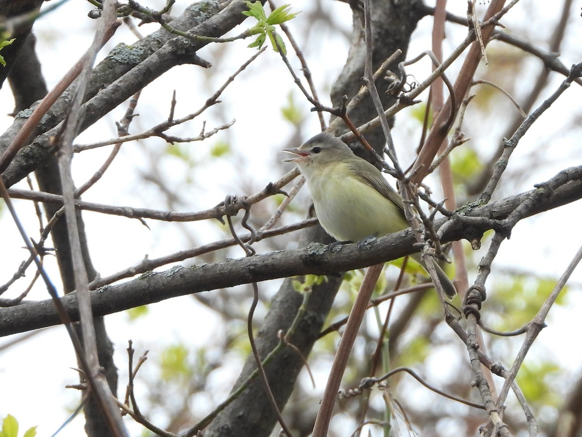 Warbling Vireo - christine carrier