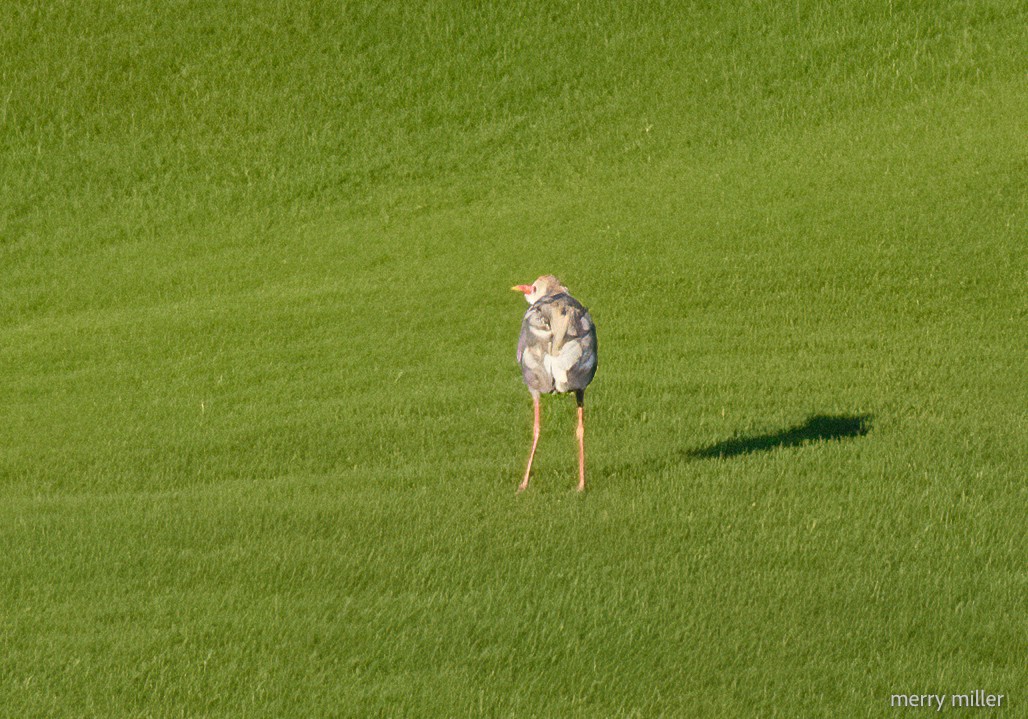 Western Cattle Egret - ML618188427