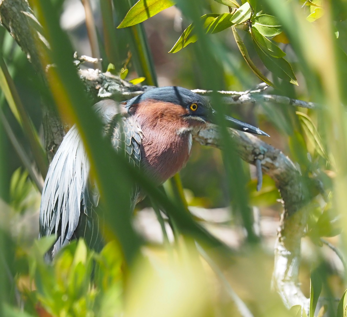 Green Heron - Linda Rickerson