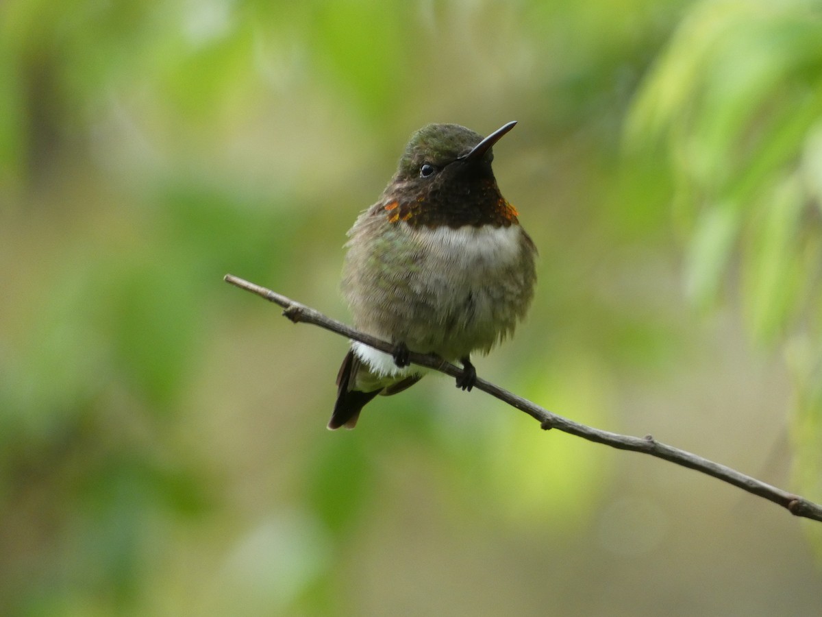 Ruby-throated Hummingbird - Matthew Matlock