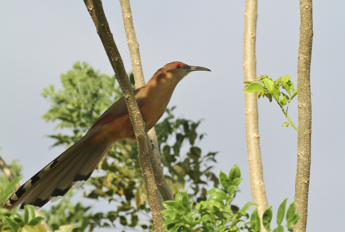 Great Lizard-Cuckoo - ML618188444