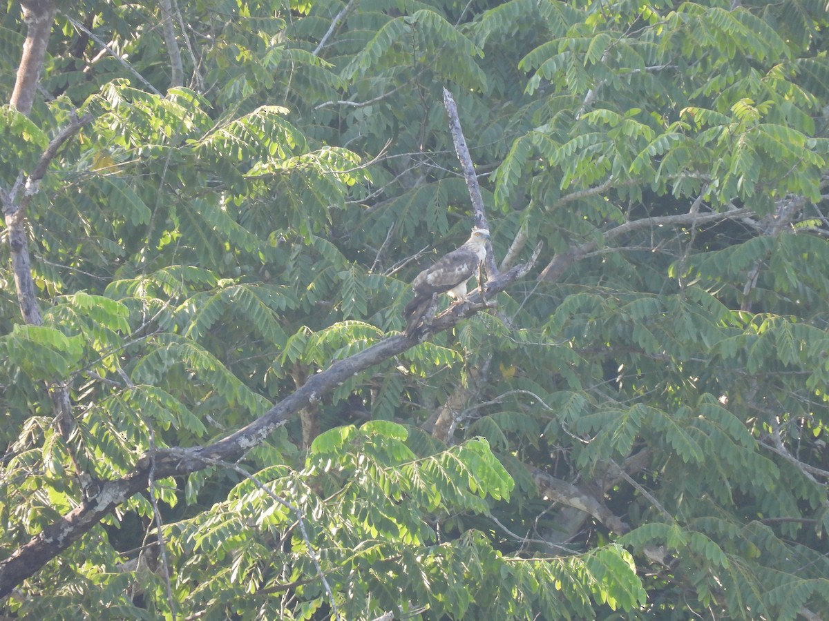 Mountain Hawk-Eagle - Thanaphat Klubchum