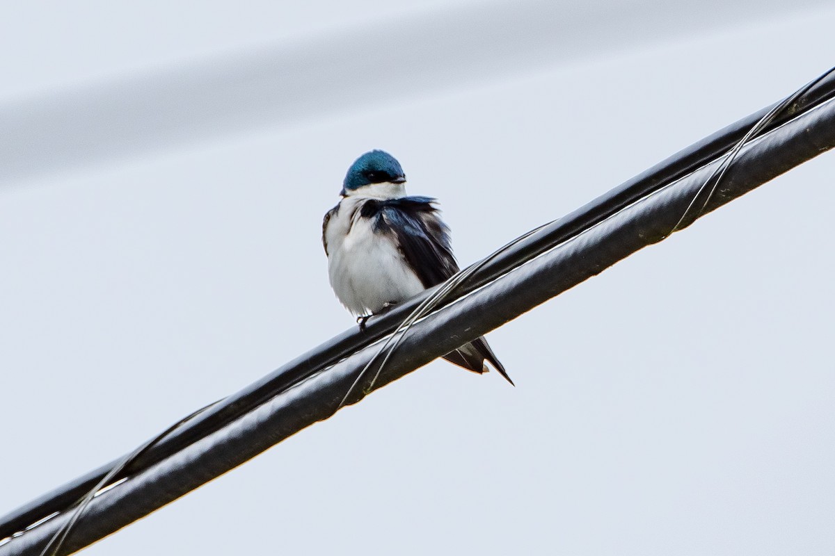 Tree Swallow - Brandon Lloyd